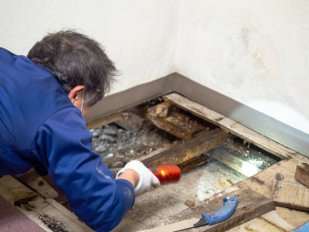 Best Professional Mold Removal  in San Marino, CA