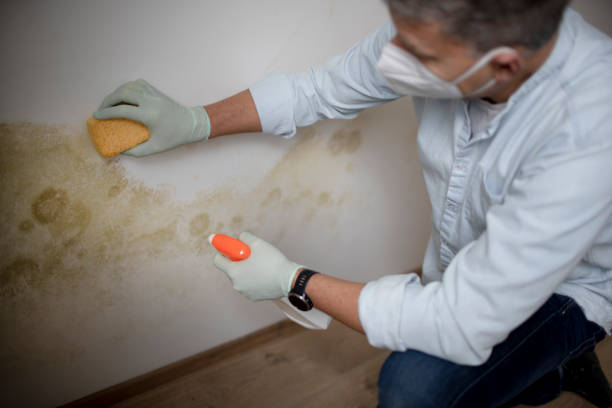 Best Black Mold Removal  in San Marino, CA