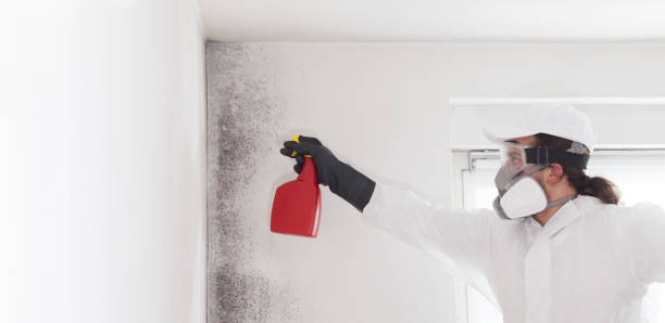 Best Residential Mold Removal  in San Marino, CA