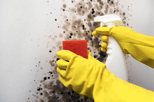 Best Mold Testing  in San Marino, CA
