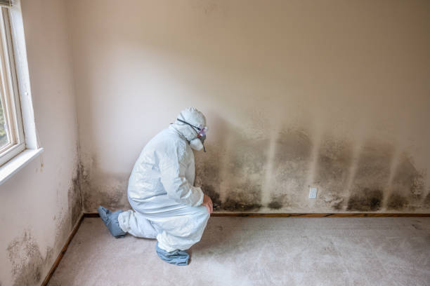 Office Mold Removal Services in San Marino, CA