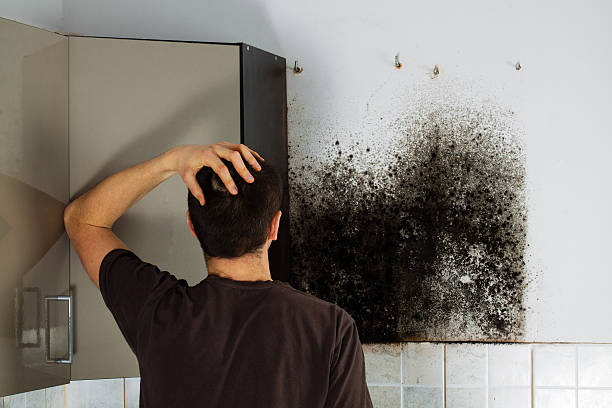 Best Mold Cleaning Services  in San Marino, CA