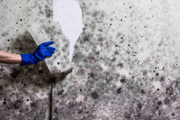 Best Certified Mold Removal  in San Marino, CA