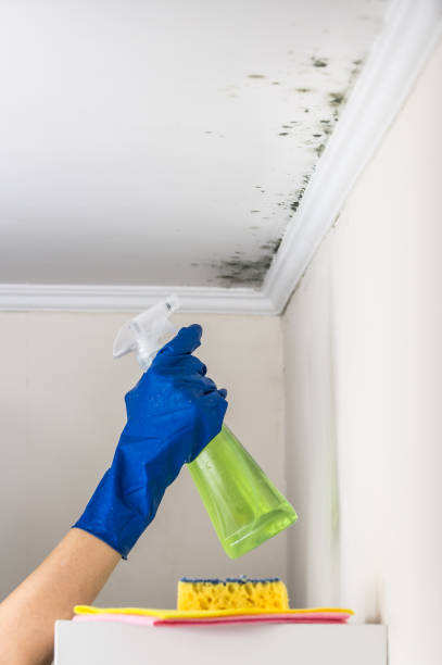 Best Mold Cleaning Services  in San Marino, CA