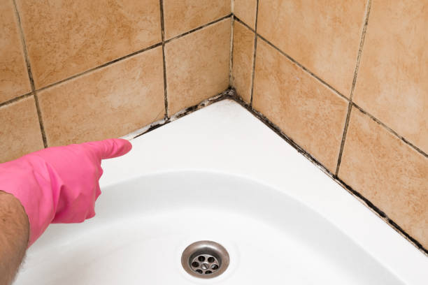 Best Same-Day Mold Removal  in San Marino, CA