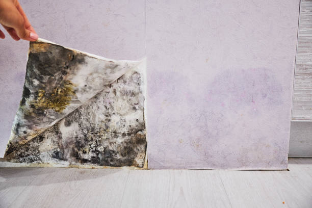 Attic Mold Removal in San Marino, CA